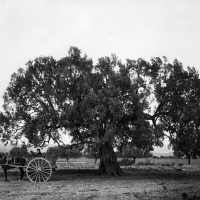 Viejo olivo llamado de La Juana, situado en el término de Casinos.- ca. 1917.