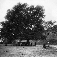 Chopo situado en la ermita de la Virgen del Remedio, de Chelva.- 1917. 