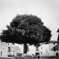 Viejo olmo situado en la plaza Mayor de Aras de Alpuente.- 1917. 