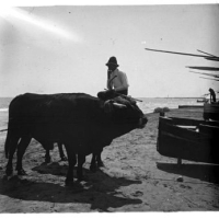 AUTOR DESCONOCIDO. Pesca del bou en la playa de Valencia. Valencia. 1916. ES.462508.ADPV/Colección Cháfer, imagen nº 02275