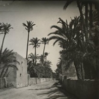 AUTOR DESCONOCIDO. Palmeral de Elche. 1900. ES.462508.ADPV/Colección Gamón, imagen nº 06753